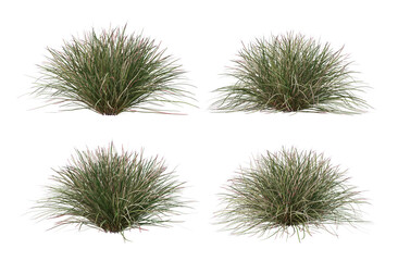 3d render a variety of plants and grasses.