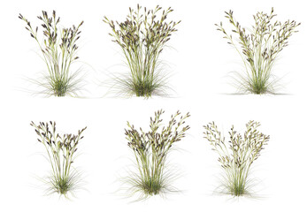 Obraz premium 3d render a variety of plants and grasses.