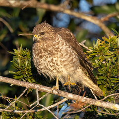 red shouldered hawk balancing