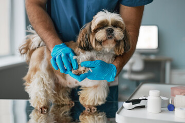 Close-up of veterinarian in gloves examining paws and claws of dog