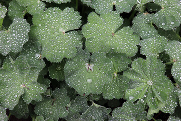 Detail of raindrops on alchemilla Mollis plant leaf. Alchemilla Mollis is a healing plant. The...