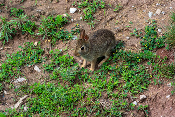 A Baby Cottontail Rabbit Feeding On A Plant In Summer