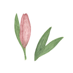 Delicate dusky pink lily flower isolated hand drawn watercolor illustration garden plant simple drawing for greeting cards, invitations