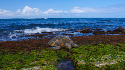 Sea turtle on Hawaiian beach