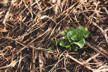Young potato sprouts growing in a mulch bedding of straw. No dig gardening. Top view.