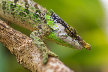 Malthe's green-eared chameleon - Calumma malthe, beautiful colored chameleon from Madagascar tropical forests, Madagascar.