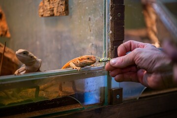 Bearded Dragon lizard in pet store