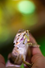 Close up of Bearded Dragon lizard in pet store