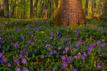 Beautiful wild spring flowers, small periwinkle (vinca minor), covering the forest in a purple...