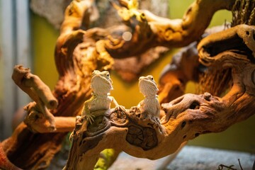 Bearded Dragon lizard in pet store