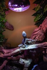Bearded Dragon lizard in pet store
