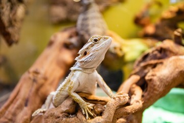 Bearded Dragon lizard in pet store