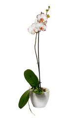 Phalaenopsis orchid in white pot