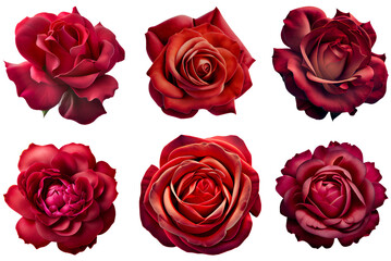 Assorted red roses on transparent PNG background. Flatlay top view of rose flowers. Floral graphic resources. Created with Generative AI technology. - 565379157