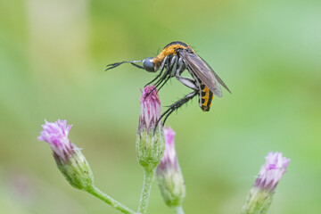 Toxophora on flower