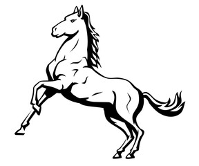 White Horse, Wild Animal Illustration