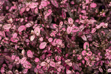 red leafed bush in the middle of nature