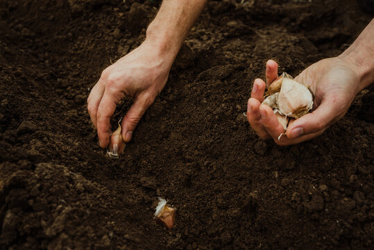 a male farmer plants garlic with his hands for planting in a vegetable garden 3