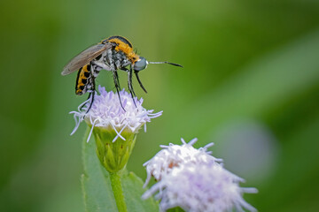 toxophora on a flower