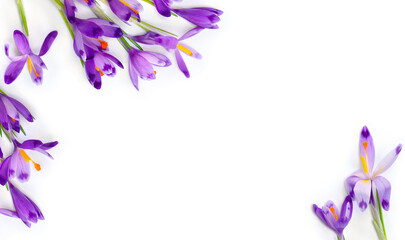 Frame of violet crocuses on a white background with space for text. Spring flowers. Top view, flat lay