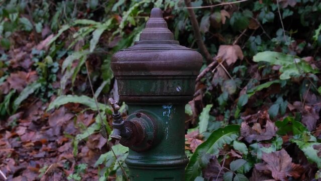 Old garden tap dripping water in a rural English countryside woodland garden park surrounded by brown leaves and green ferns