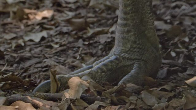 Feet Of A Southern Cassowary Walking On The Forest Ground With Fallen Dry Leaves. closeup