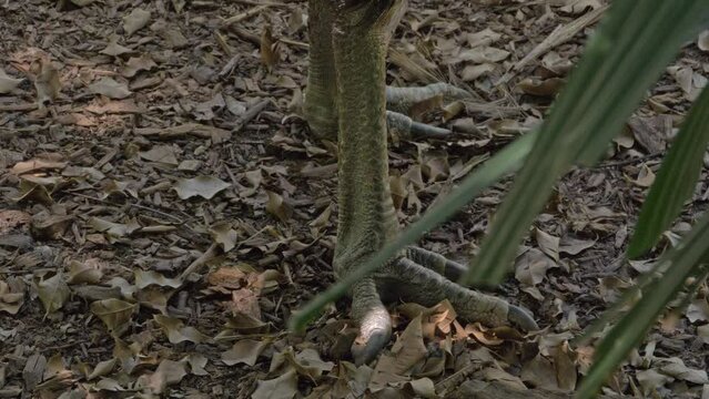 Large Claws Of A Double-wattled Cassowary In The Rainforest Of Queensland In Australia. closeup