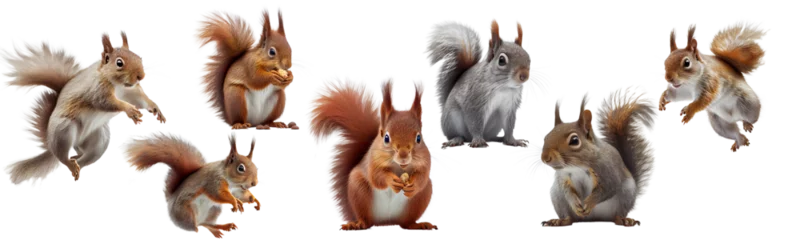 Fotobehang Squirrel on the PNG background created with Generative Ai © Smart Future