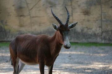 Naklejka na ściany i meble Antilope en zoo