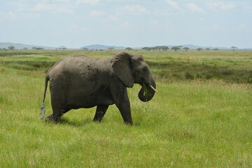 Fototapeta na wymiar African elephant in Tanzania