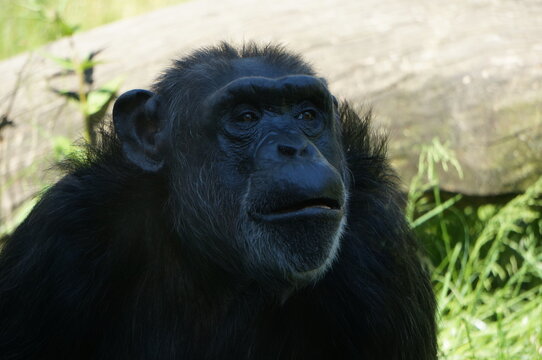 Chimpanc&eacute;