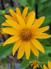 Garden Photos