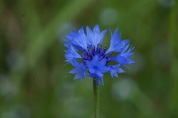Flor azul