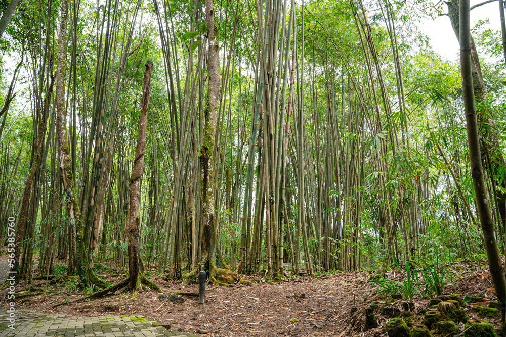 Wall mural Bamboo Garden and Bamboo Forest Path at Berastagi - North Sumatra