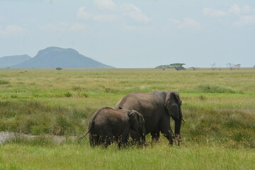 Naklejka na ściany i meble african elephant couple in tanzania