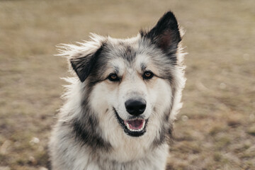 Husky Malamute Mix dog