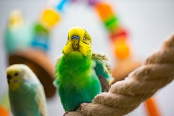 Parakeet in pet shop