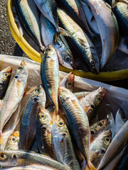 Close up shot of fresh fish selling in the market