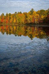 Fototapeta na wymiar A shoreline of peak autumn color is reflected in the surface of a small Northwoods lake at sunrise. Oneida County, WI.