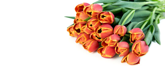 Tulpen, rot, gelb, Edeltulpen - 565388154