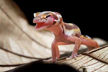 leopard gecko lizard on wood, closeup face gecko lizard, eublepharis macularius, animal closeup
