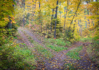 Fototapeta premium Two forest service roads converge in a Northern Wisconsin woodland in peak autumn color.