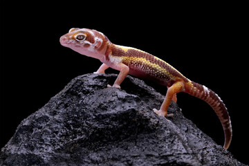 leopard gecko lizard on wood, closeup face gecko lizard, eublepharis macularius, animal closeup