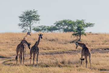 wild giraffes in Serengeti National Park in the heart of Africa