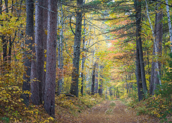 Forest service road through a Northern Wisconsin woodland in peak autumn colors.  Vilas County, WI.