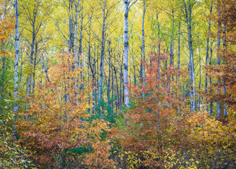 Young oak trees add their rusty color to a birch forest in the Northwoods of Wisconsin.  Oneida County, WI.