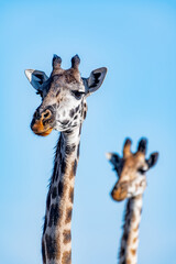 Obraz premium wild giraffes in Serengeti National Park in the heart of Africa