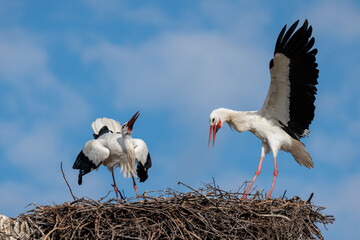 Two storks in the Barruecos. Extremadura. Spain.