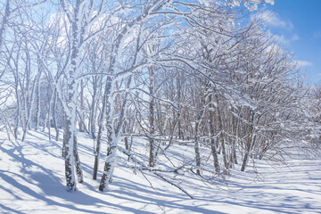 Fototapeta na wymiar snowbound winter forest in light of sparkle sun, beautiful seasonal natural background