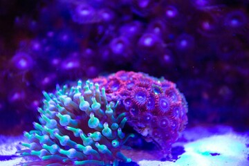 Neon colored coral